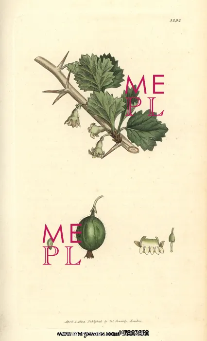 : Gooseberry, Ribes uva-crispa : Gooseberry, Ribes uva-crispa