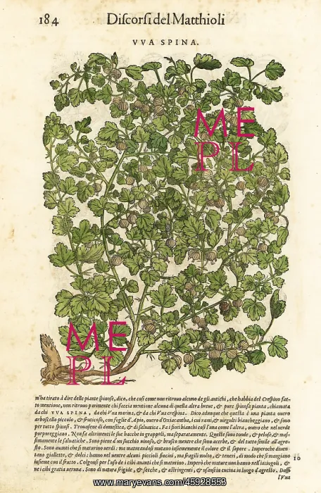 : Gooseberry, Ribes uva-crispa : Gooseberry, Ribes uva-crispa