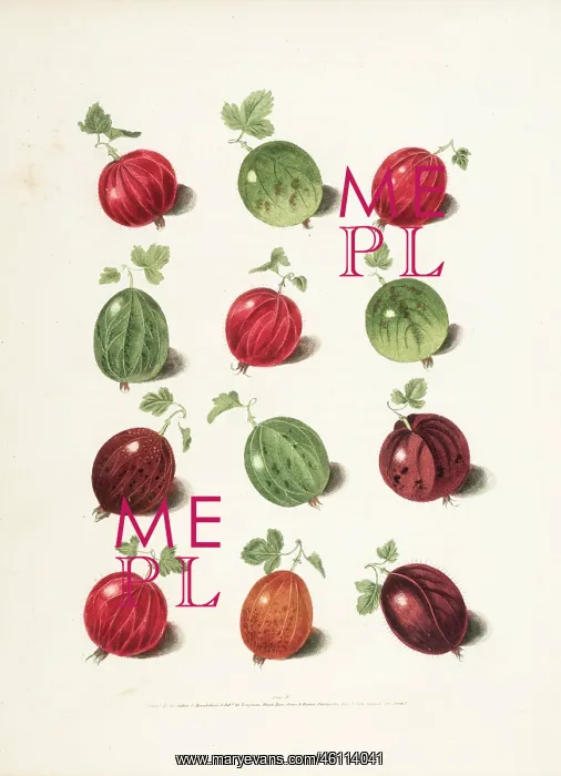 : Gooseberry varieties : Gooseberry varieties