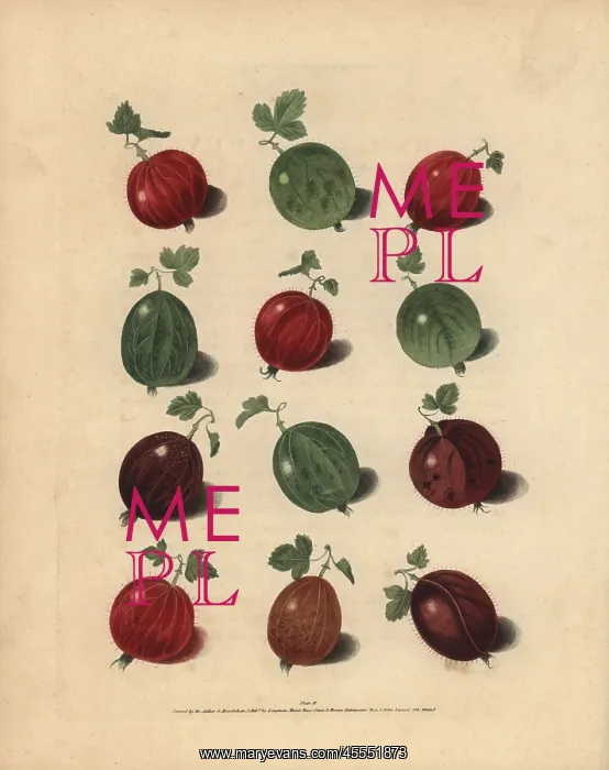 : Gooseberry varieties, Ribes uva-crispa : Gooseberry varieties, Ribes uva-crispa