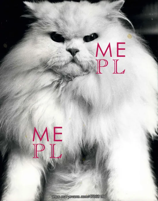 : Goravon Snow Queen, white Persian long-haired cat : Goravon Snow Queen, white Persian long-haired cat