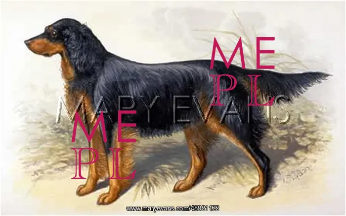  : GORDON SETTER (DALZIEL)