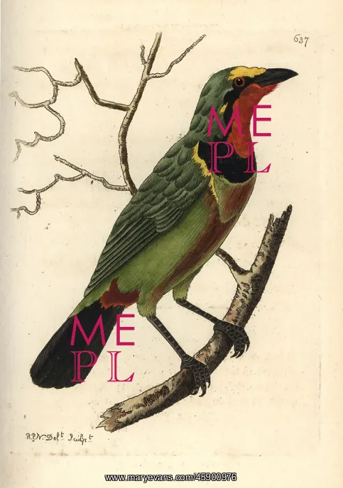  : Gorgeous bushshrike, Telophorus viridis