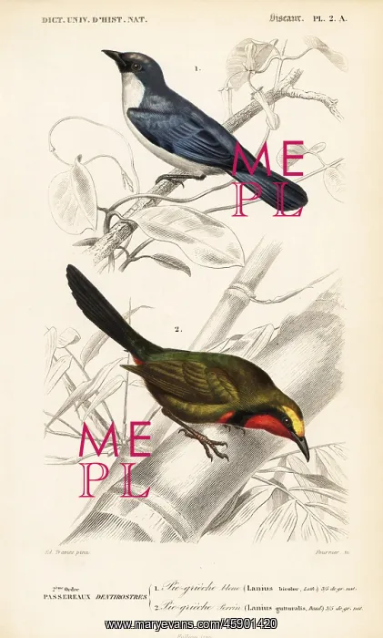 : Gorgeous bushshrike, Telophorus viridis, and : Gorgeous bushshrike, Telophorus viridis, and