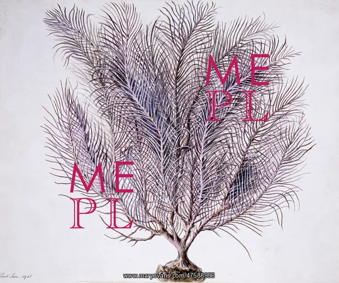 : Gorgonian coral : Gorgonian coral