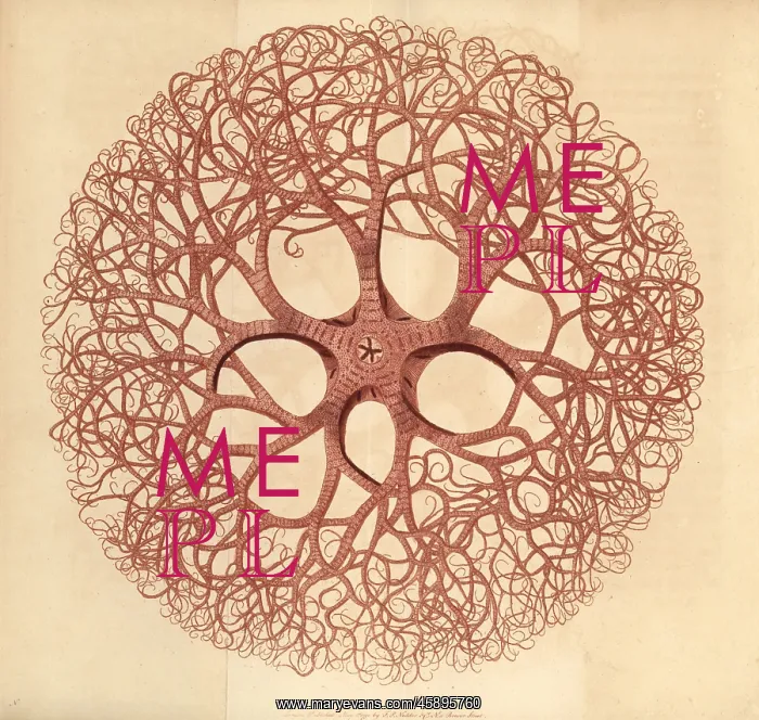 : Gorgon's head, Gorgonocephalus caput medusae : Gorgon's head, Gorgonocephalus caput medusae