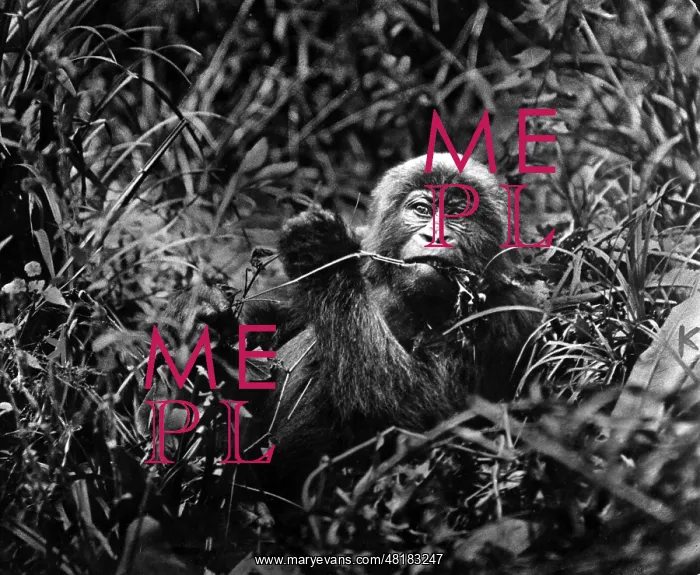  : Gorilla, 1932