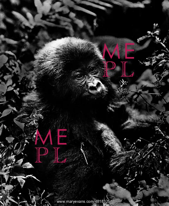 : Gorilla, 1932 : Gorilla, 1932