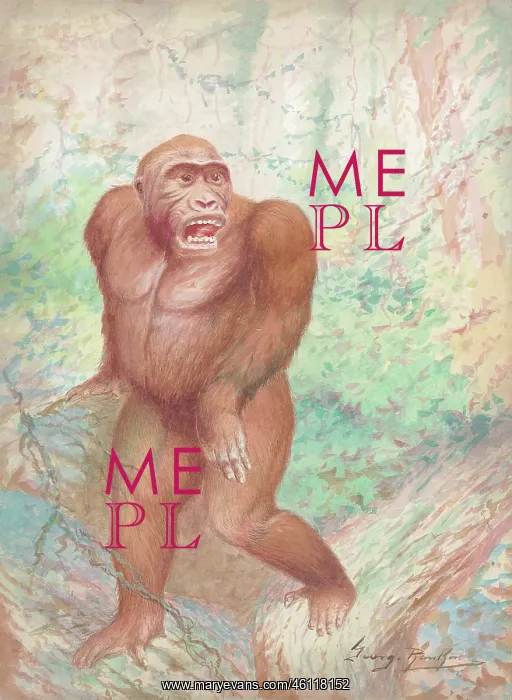  : Gorilla by George Rankin