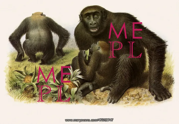  : Gorilla