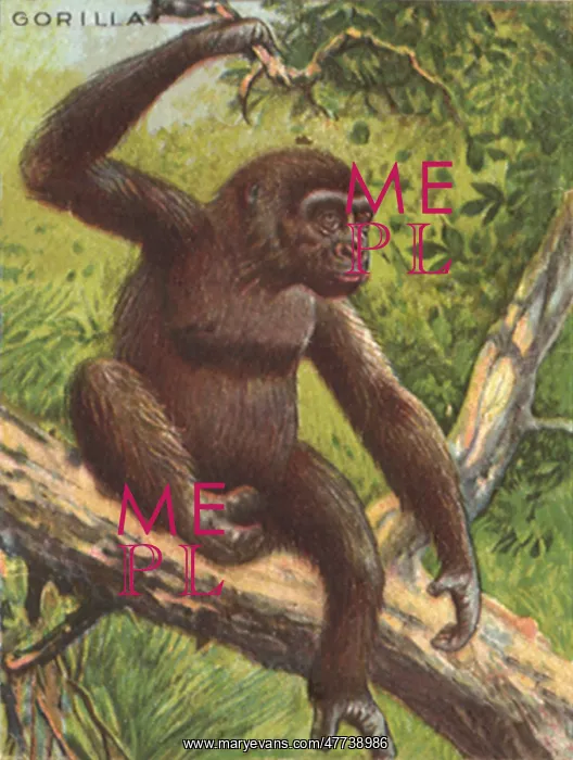  : Gorilla