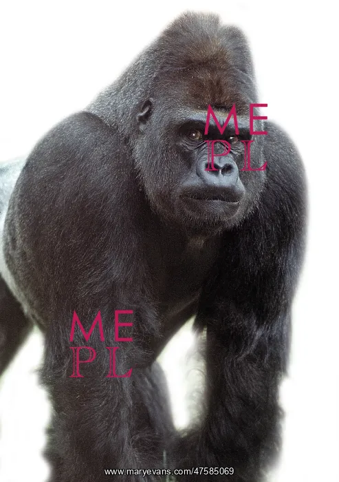 : Gorilla gorilla, gorilla : Gorilla gorilla, gorilla