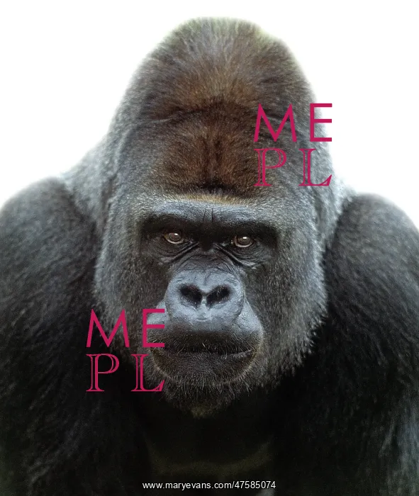 : Gorilla gorilla, gorilla : Gorilla gorilla, gorilla