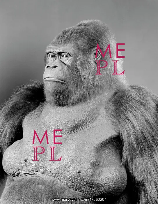 : Gorilla gorilla gorilla, western lowland gorilla : Gorilla gorilla gorilla, western lowland gorilla