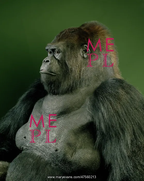 : Gorilla gorilla gorilla, western lowland gorilla : Gorilla gorilla gorilla, western lowland gorilla