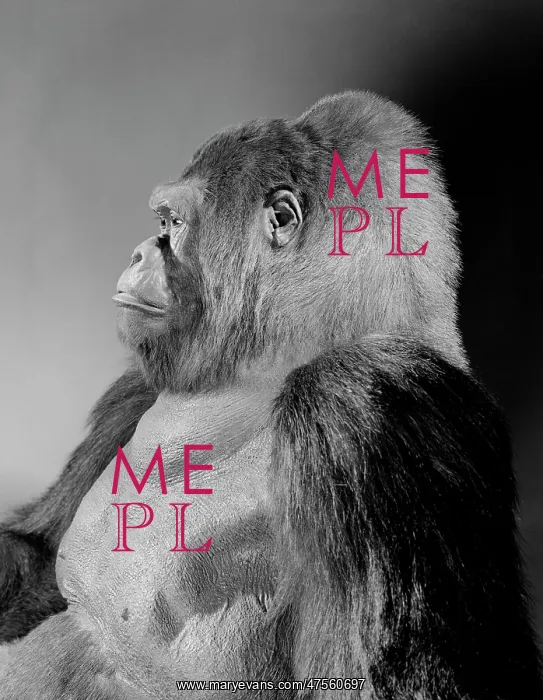 : Gorilla gorilla gorilla, western lowland gorilla : Gorilla gorilla gorilla, western lowland gorilla