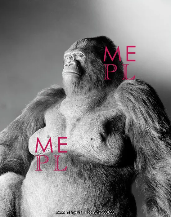 : Gorilla gorilla gorilla, western lowland gorilla : Gorilla gorilla gorilla, western lowland gorilla