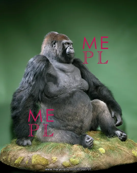 : Gorilla gorilla gorilla, western lowland gorilla : Gorilla gorilla gorilla, western lowland gorilla