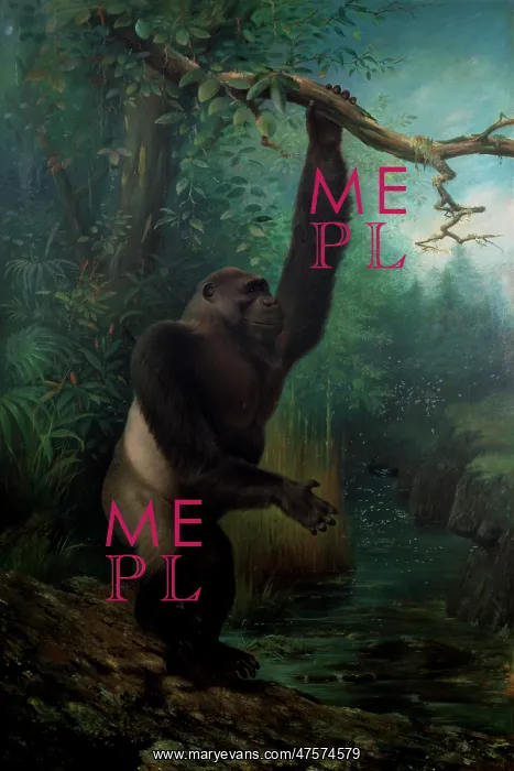 : Gorilla gorilla, western gorilla : Gorilla gorilla, western gorilla