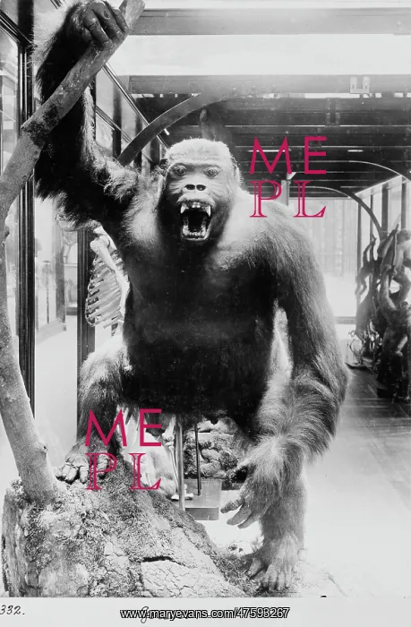 : Gorilla, November 1897 : Gorilla, November 1897