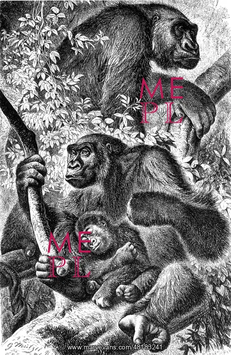 : Gorillas, 1864 : Gorillas, 1864
