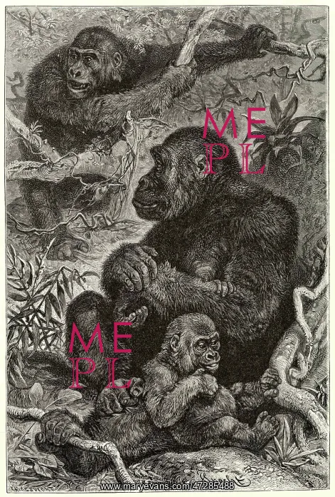  : GORILLAS AT HOME