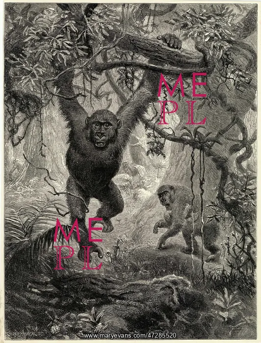  : GORILLAS IN THE JUNGLE