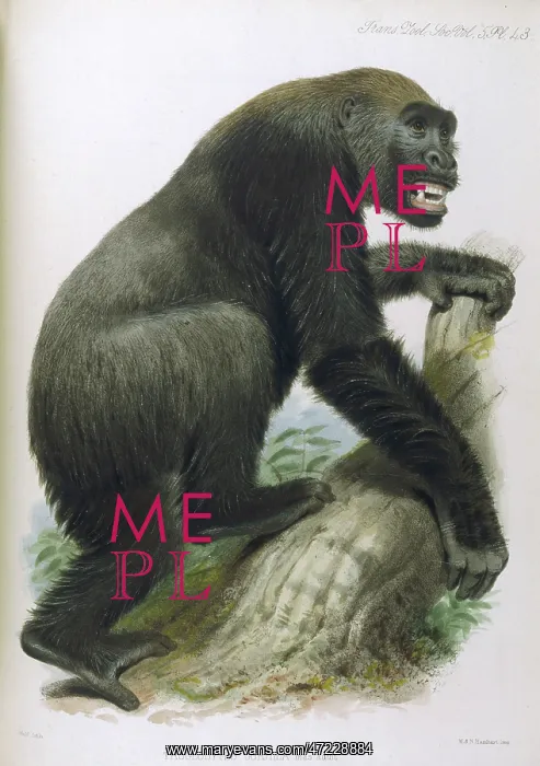 : GORILLAS / ZOO. SOC / VOL 5 : GORILLAS / ZOO. SOC / VOL 5