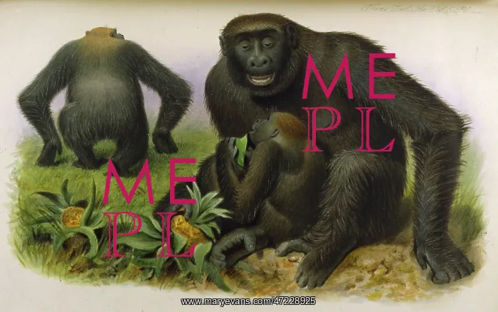 : GORILLAS / ZOO. SOC / VOL 5 : GORILLAS / ZOO. SOC / VOL 5