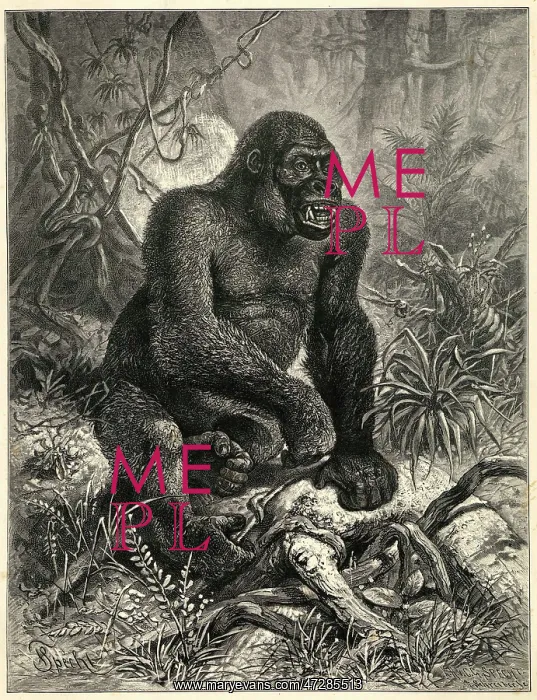  : THE GORILLLA