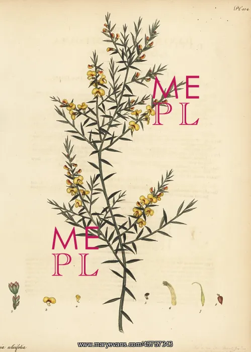 : Gorse bitter pea, Daviesia ulicifolia : Gorse bitter pea, Daviesia ulicifolia