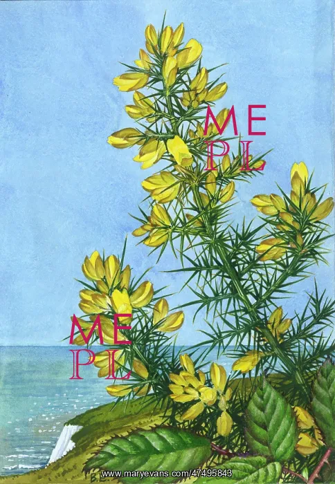  : Gorse by the sea