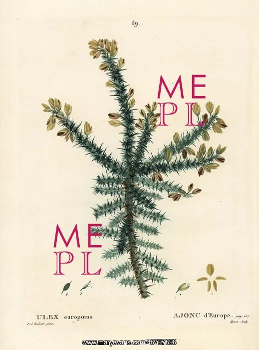 : Gorse, Ulex europaeus : Gorse, Ulex europaeus