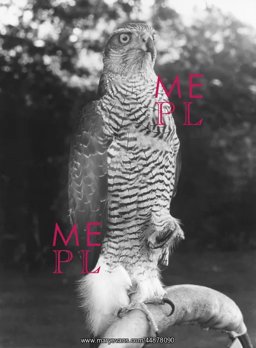  : GOSHAWK. A Goshawk