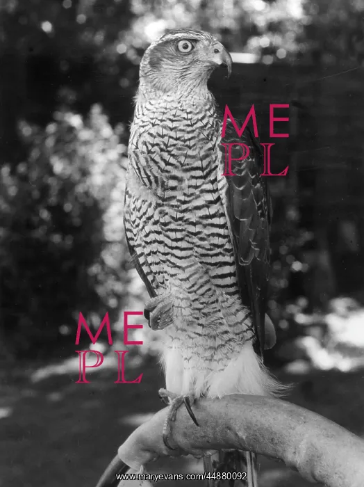  : A GOSHAWK. A Goshawk