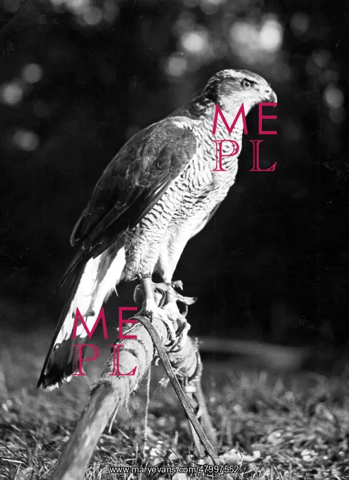 : Goshawk Gorgo of a Brandenburg falconer : Goshawk Gorgo of a Brandenburg falconer