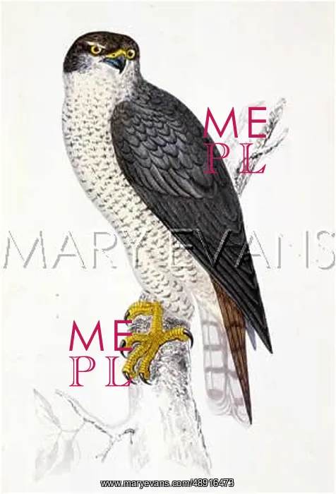  : GOSHAWK (MORRIS)