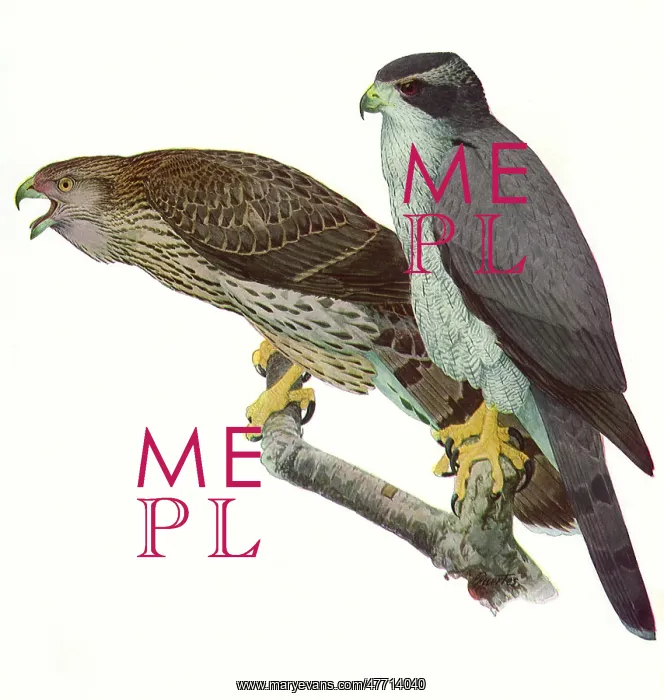  : Goshawks