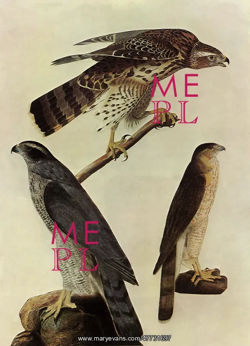 : Goshawks, Cooper's Hawk : Goshawks, Cooper's Hawk