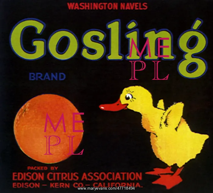  : Gosling with Orange