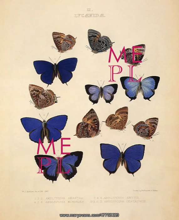 : Gossamer Winged Butterflies : Gossamer Winged Butterflies