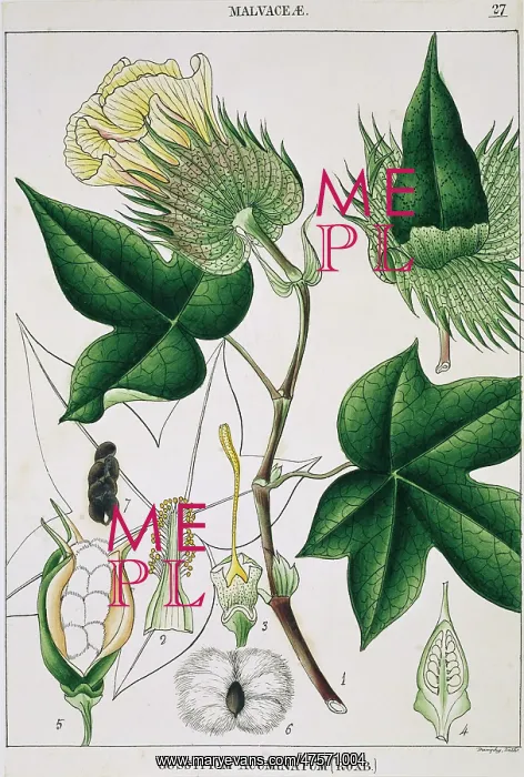 : Gossypium acuminatum, cotton : Gossypium acuminatum, cotton
