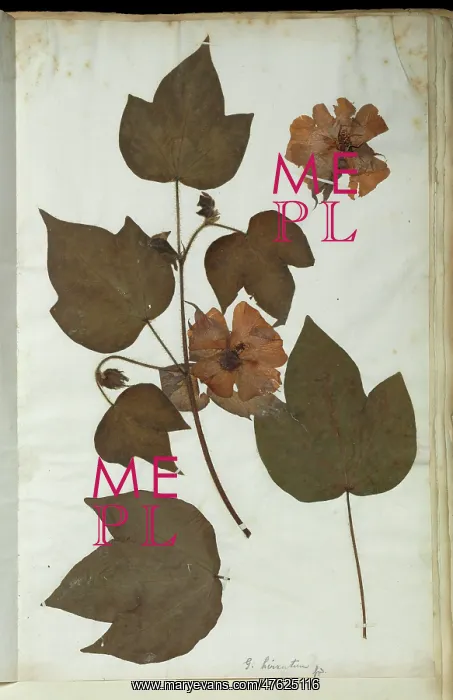 : Gossypium arboreum, tree cotton : Gossypium arboreum, tree cotton