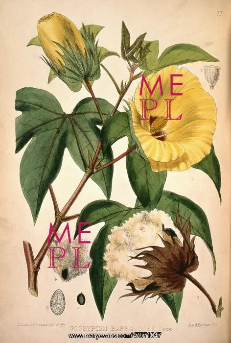 : Gossypium barbadense, cotton plant : Gossypium barbadense, cotton plant