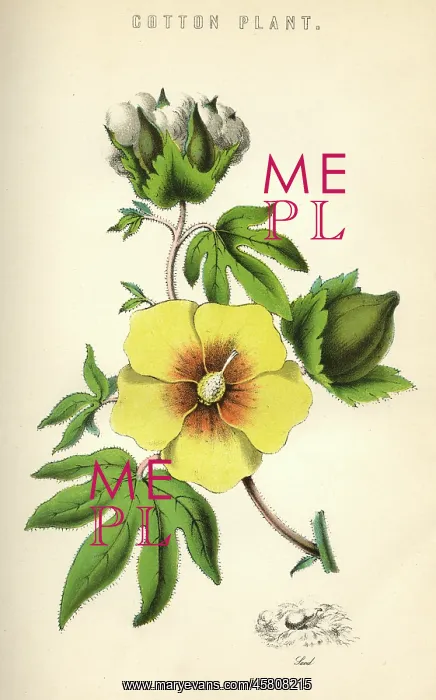 : GOSSYPIUM (COTTON) : GOSSYPIUM (COTTON)