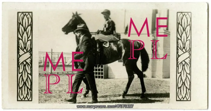 : Gothic, Australian race horse : Gothic, Australian race horse