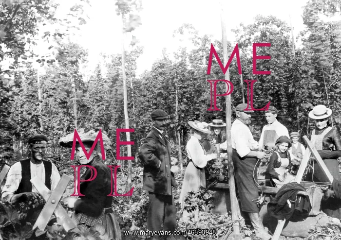  : Goudhurst, Hop Pickers 1904