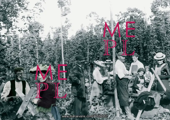  : Goudhurst, Hop Pickers 1904