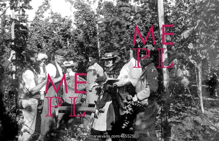  : Goudhurst, Measuring the Hops 1904
