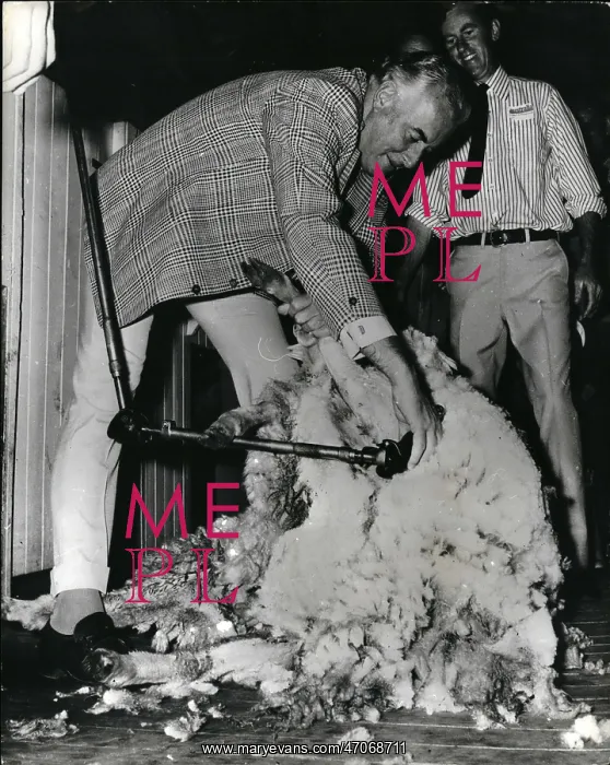 : Gough Whitlam sheep shearing during election campaign : Gough Whitlam sheep shearing during election campaign